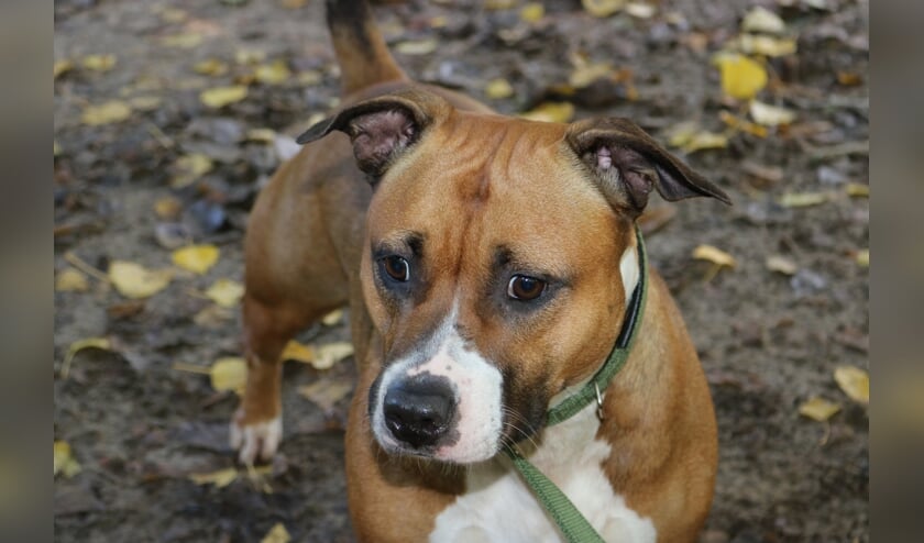 <p>Chanel is super sociaal naar mensen toe, maar met honden of andere huisdieren kan ze niet zo goed overweg. </p>