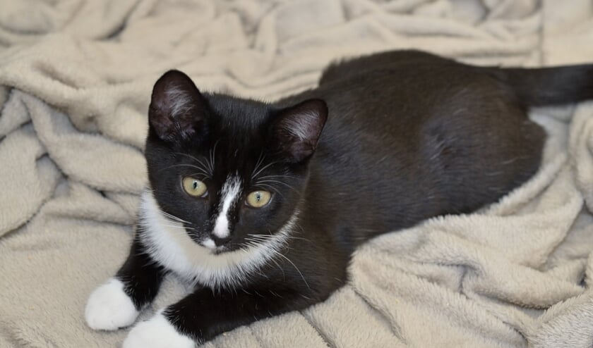 <p>De eigenwijze vier maanden oude kitten Betsy houdt ervan om geaaid en geknuffeld te worden.</p>