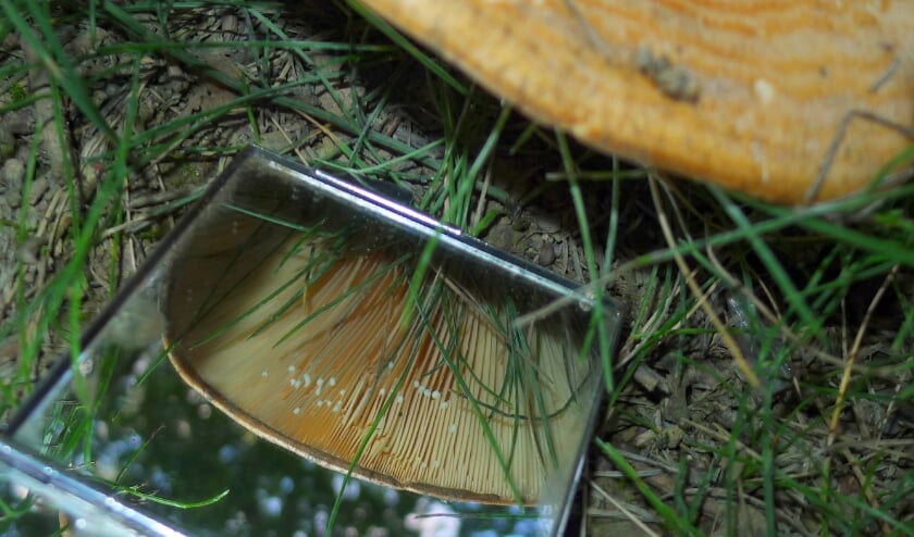 Een Fijngegordelde melkzwam - Lactarius zonarius.