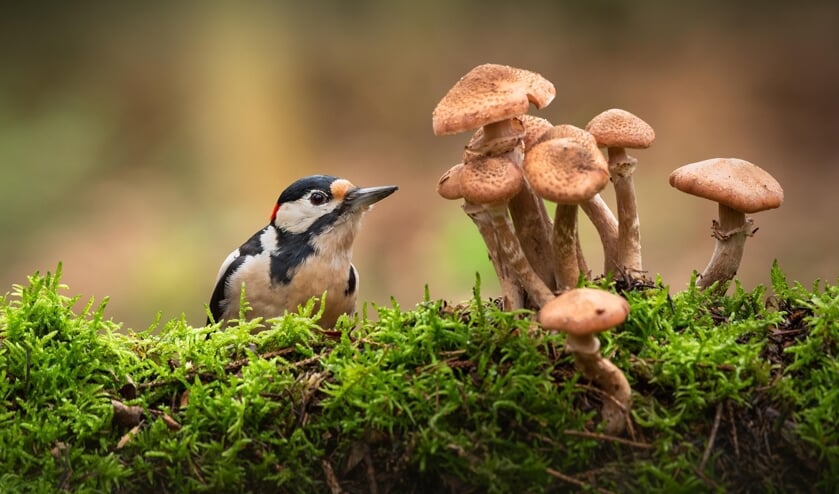 <p>Paddenstoelen: ze zijn er in alle soorten en maten. (foto: Mignon van den Wittenboer)</p>