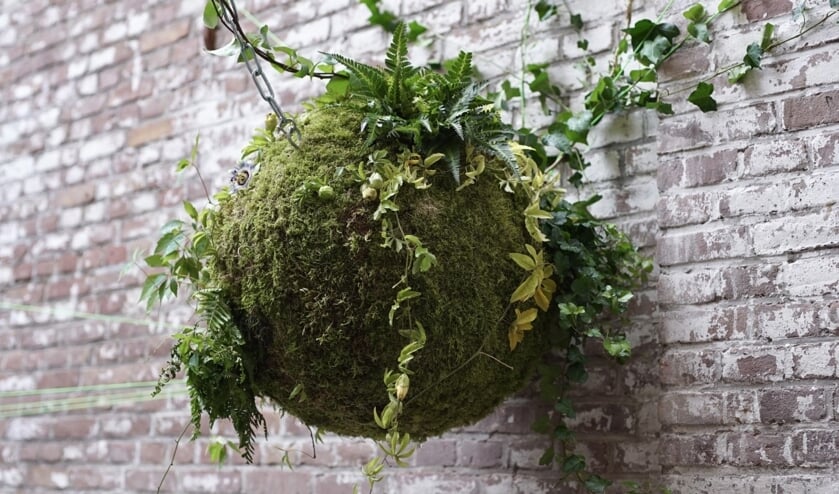 The Green Splash heeft een diameter van vijftig centimeter en is beplant met een spannende mix van klimplanten (klimop en wingerd), blauwe regen, varens en ook de passieplant.