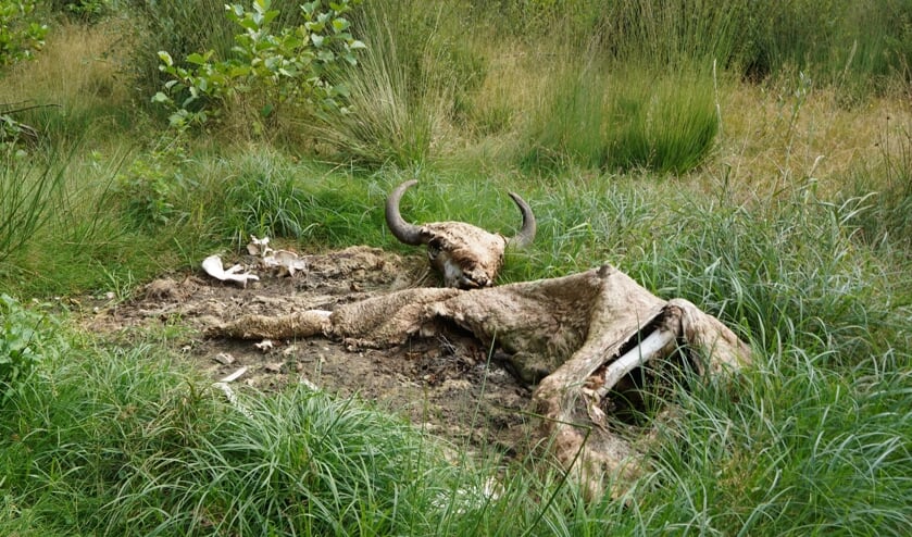 Foto: Colinda Vergeer