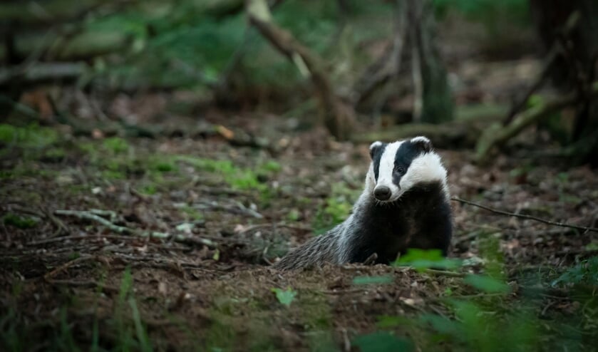<p>Een das. (Foto: Mignon van den Wittenboer)</p>