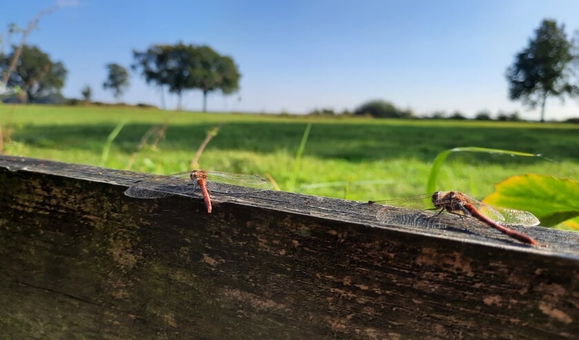 <p>De bruine glazenmaker was tijdens mijn wandeling overal te zien en genoot net als ik van de heerlijke zon die doorkwam na de mistige ochtend.</p>