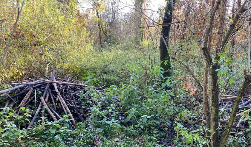 <p>‘Tijdens een rondleiding zagen we deze beverburcht in de Eendenkooi Maaspoort. De bevers hielden zich verborgen. Zo mooi.'</p>