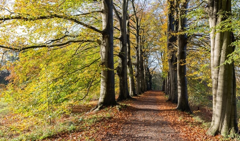 <p>Op 28 november verzorgt IVN een lange natuurwandeling door de Pettelaar, Sterrebos en het Bossche Broek-Zuid.</p>