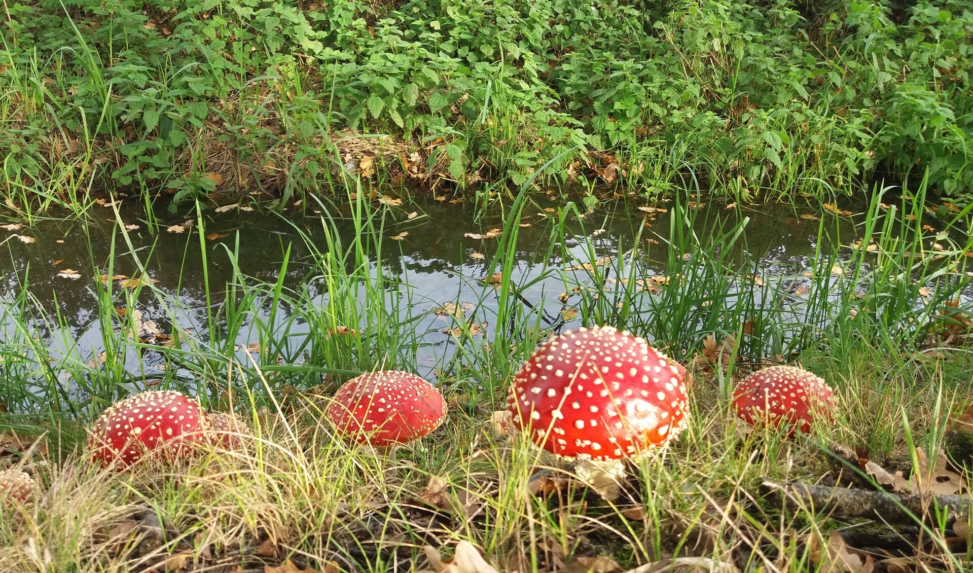 Tijdens een fietstocht langs het Maximakanaal genietend van de mooie natuur zag ik deze paddenstoelen.