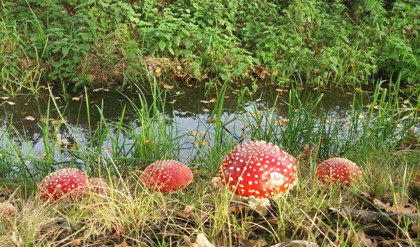 <p>Tijdens een fietstocht langs het Maximakanaal genietend van de mooie natuur zag ik deze paddenstoelen.</p>  