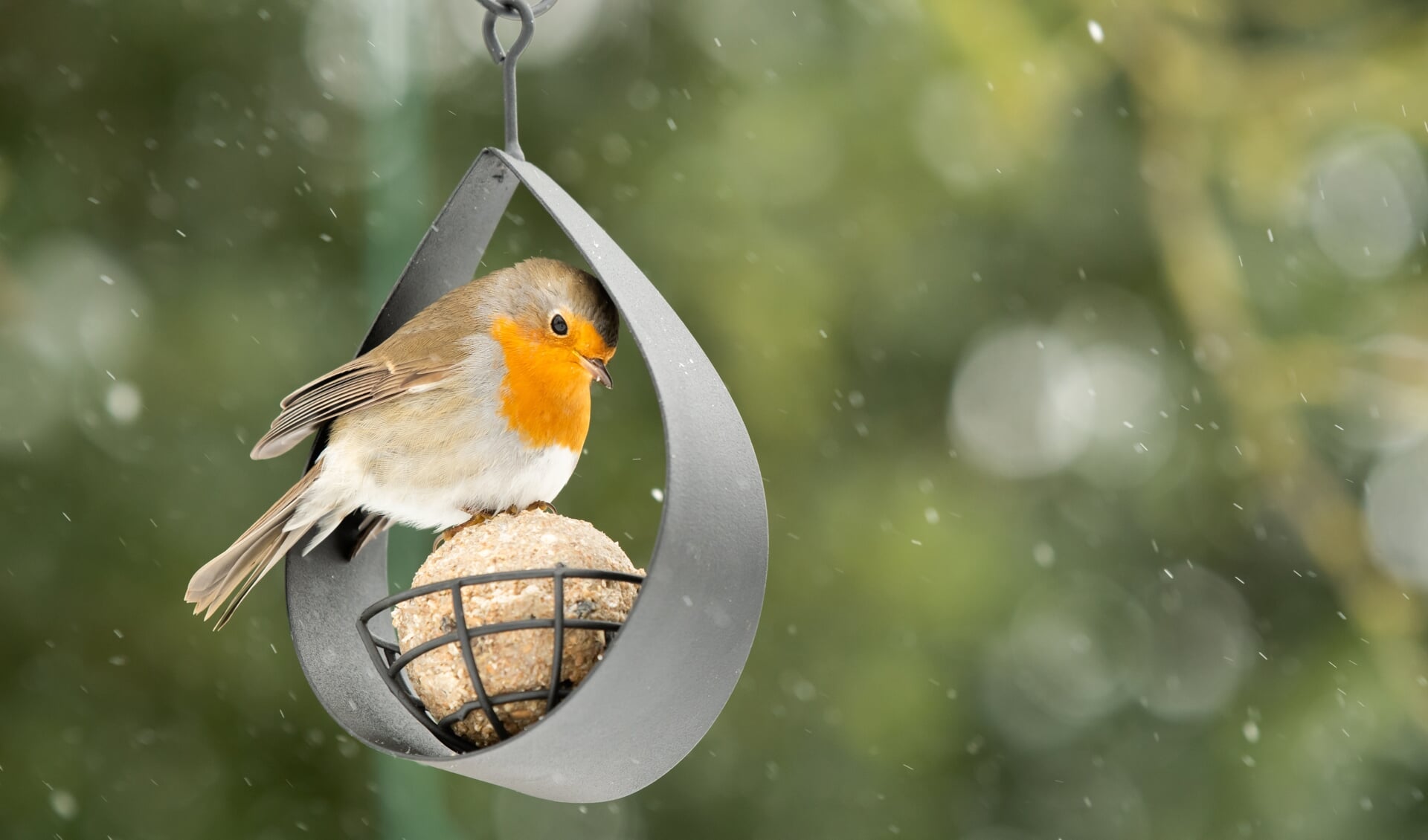 Je kunt vogels helpen door een vetbolletje - geen netjes, daar raken ze in verstrikt en het zorgt voor zwerfafval - op te hangen.