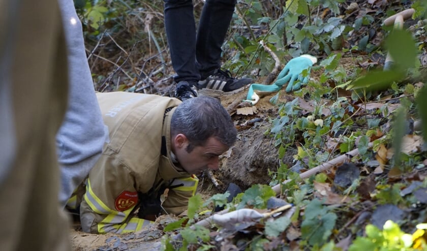 <p>De brandweer wist de hond uiteindelijk te bevrijden uit de dassenburcht.</p>