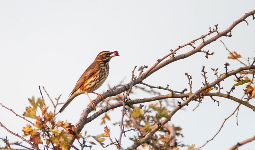 <p>Een kramsvogel met meidoornbes. (Foto: René van den Heuvel)</p>
