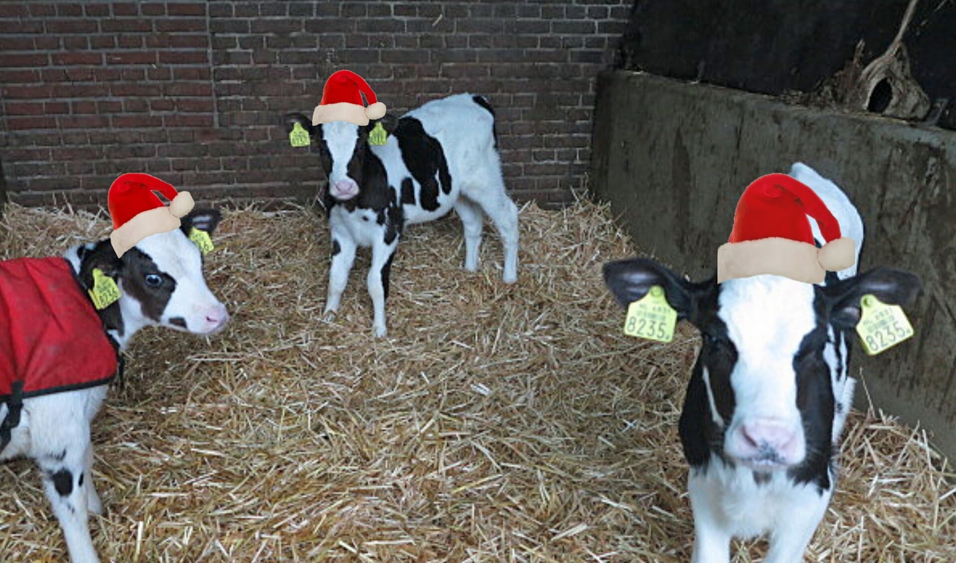 De Land van Cuijkse boeren houden twee leuke kerstactiviteiten.