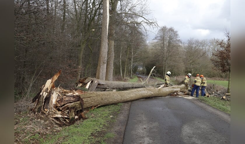Aan de Veerweg in Vortum-Mullem zijn twee bomen omgewaaid.