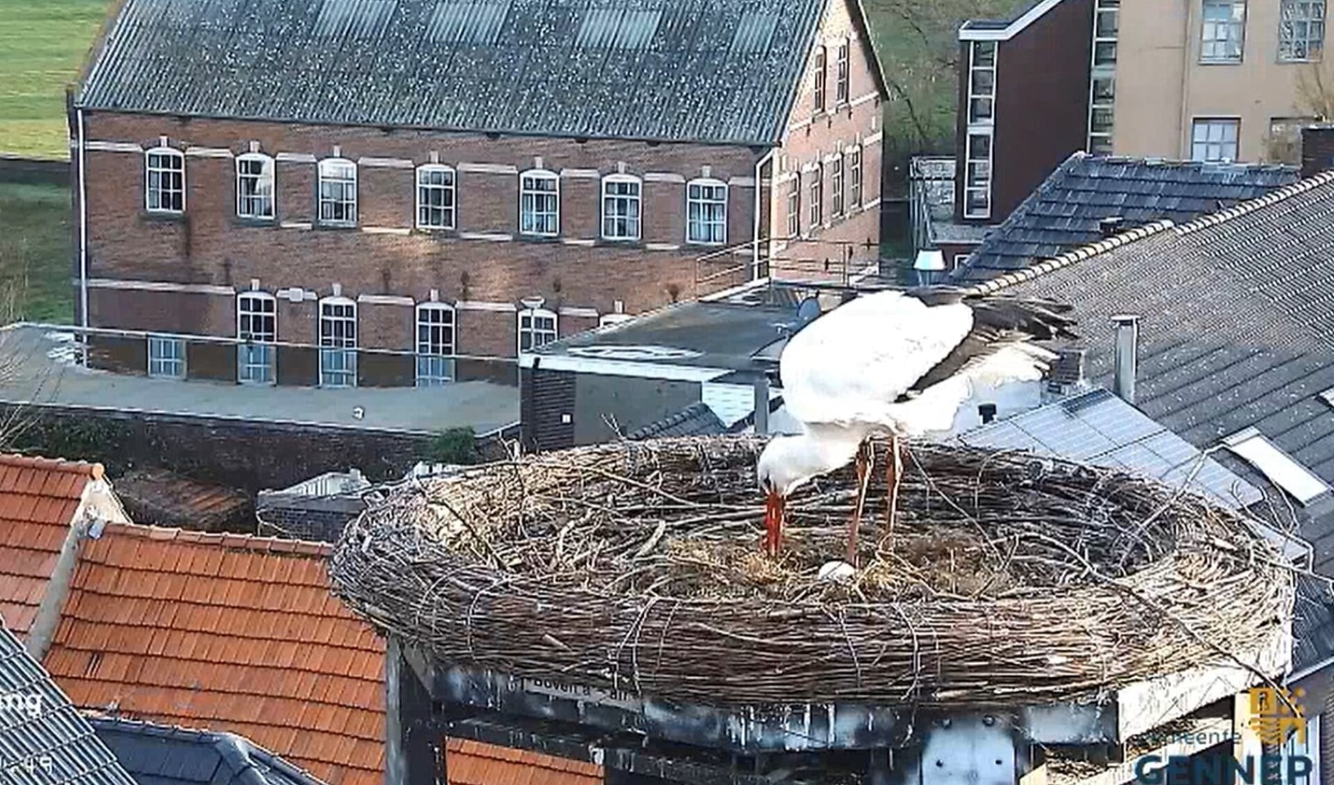 Een van de ooievaars waakt over het eerste ei in het nest op het stadhuis. (foto Beleefdelente.nl)