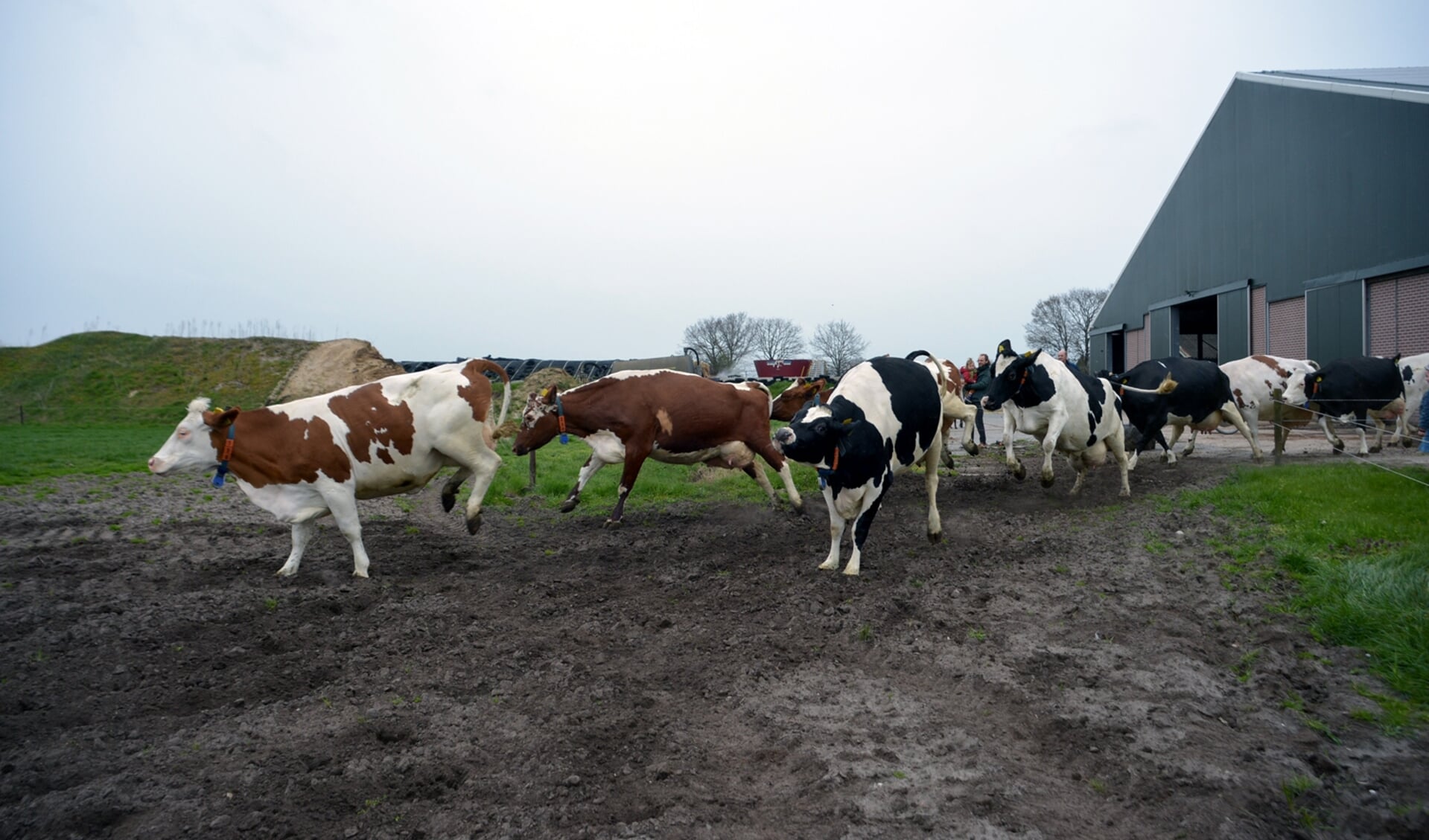 Er is de afgelopen veel veranderd, waaronder veehouderijen die zich sterk ontwikkeld hebben. Op deze foto koeien van een veehouderij in Odiliapeel.