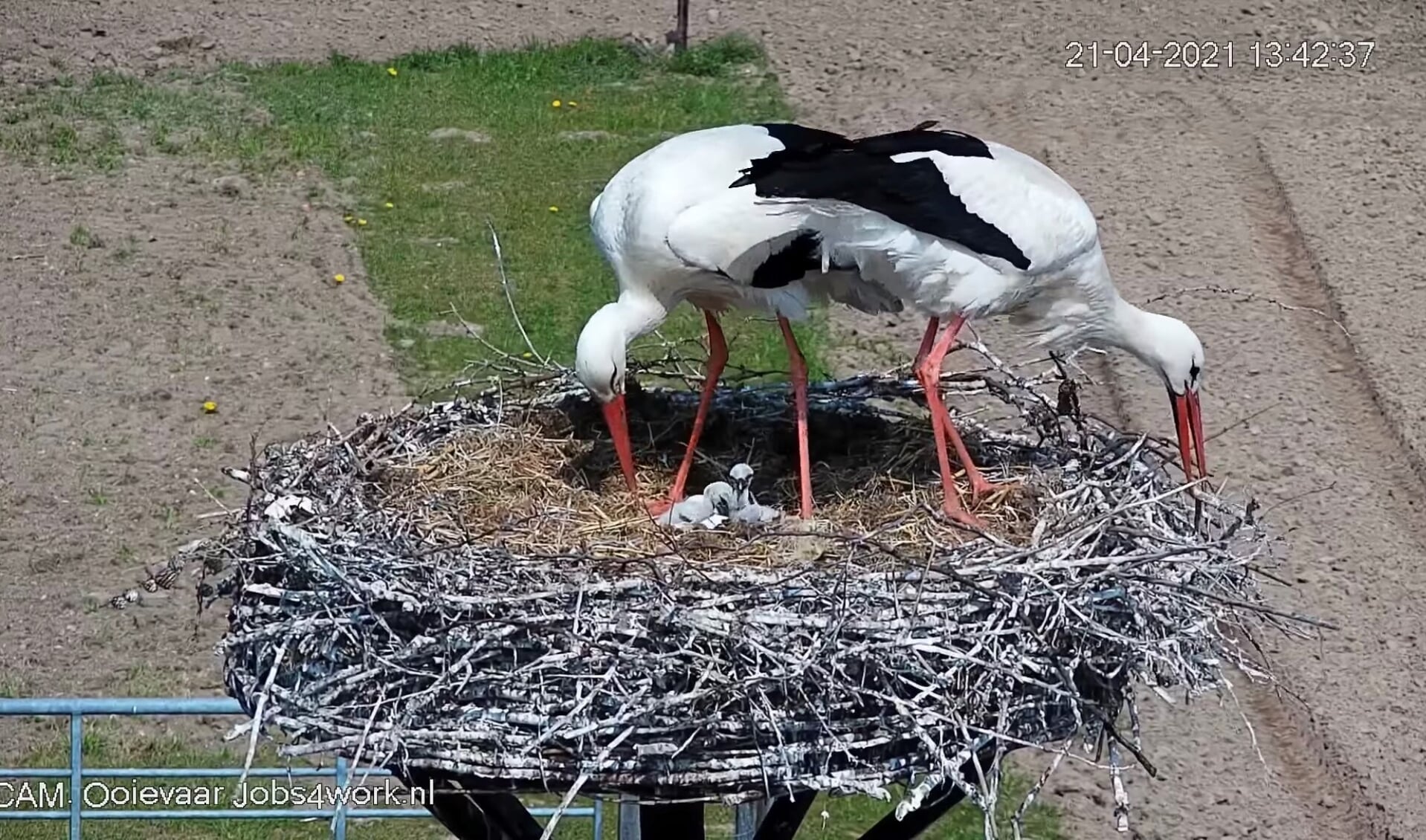 De ouders waken over de jongen op het ooievaarsnest