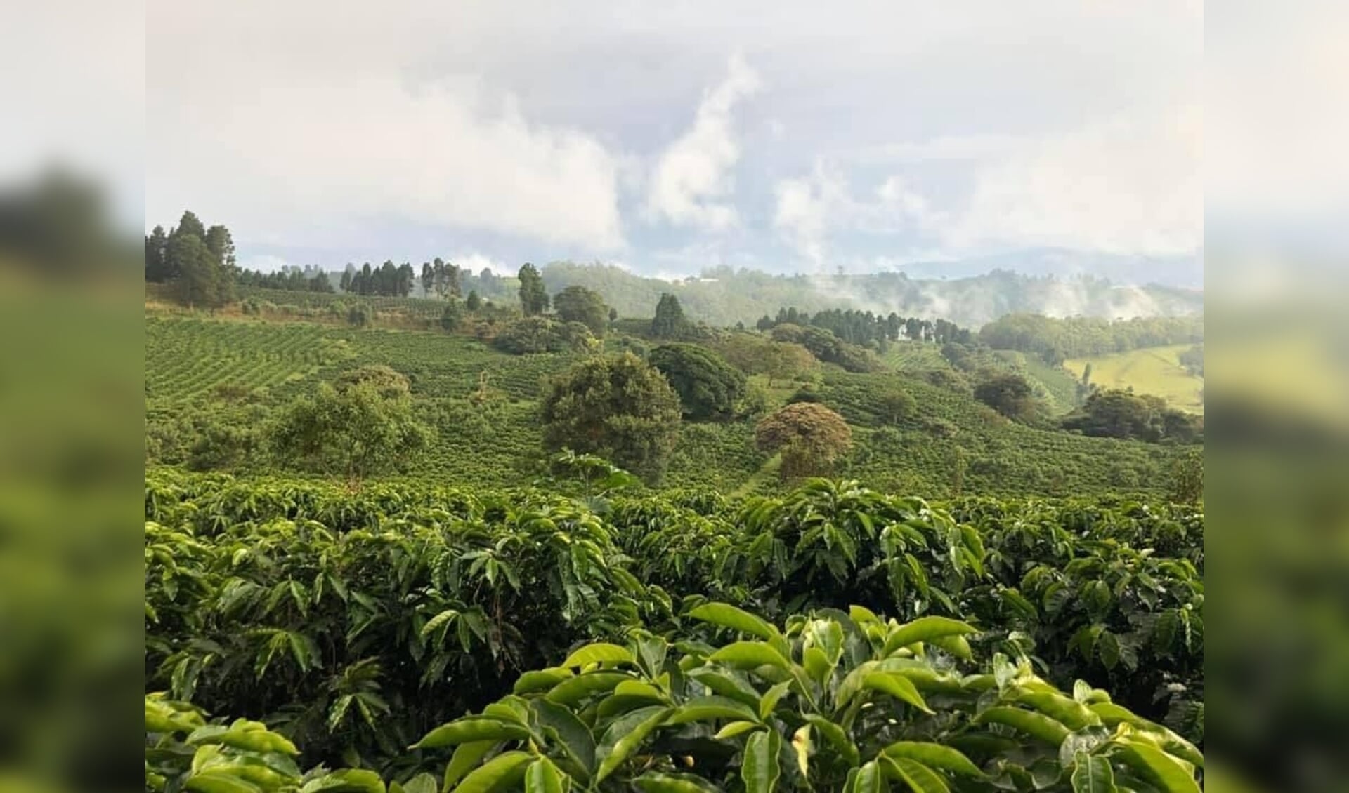 Koffieplantage Gaia Estate in Costa Rica. 