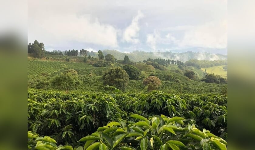 <p>Koffieplantage Gaia Estate in Costa Rica.&nbsp;</p>  