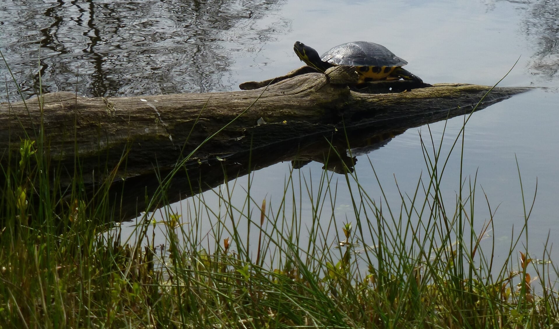 De schildpad geniet van het mooie weer.