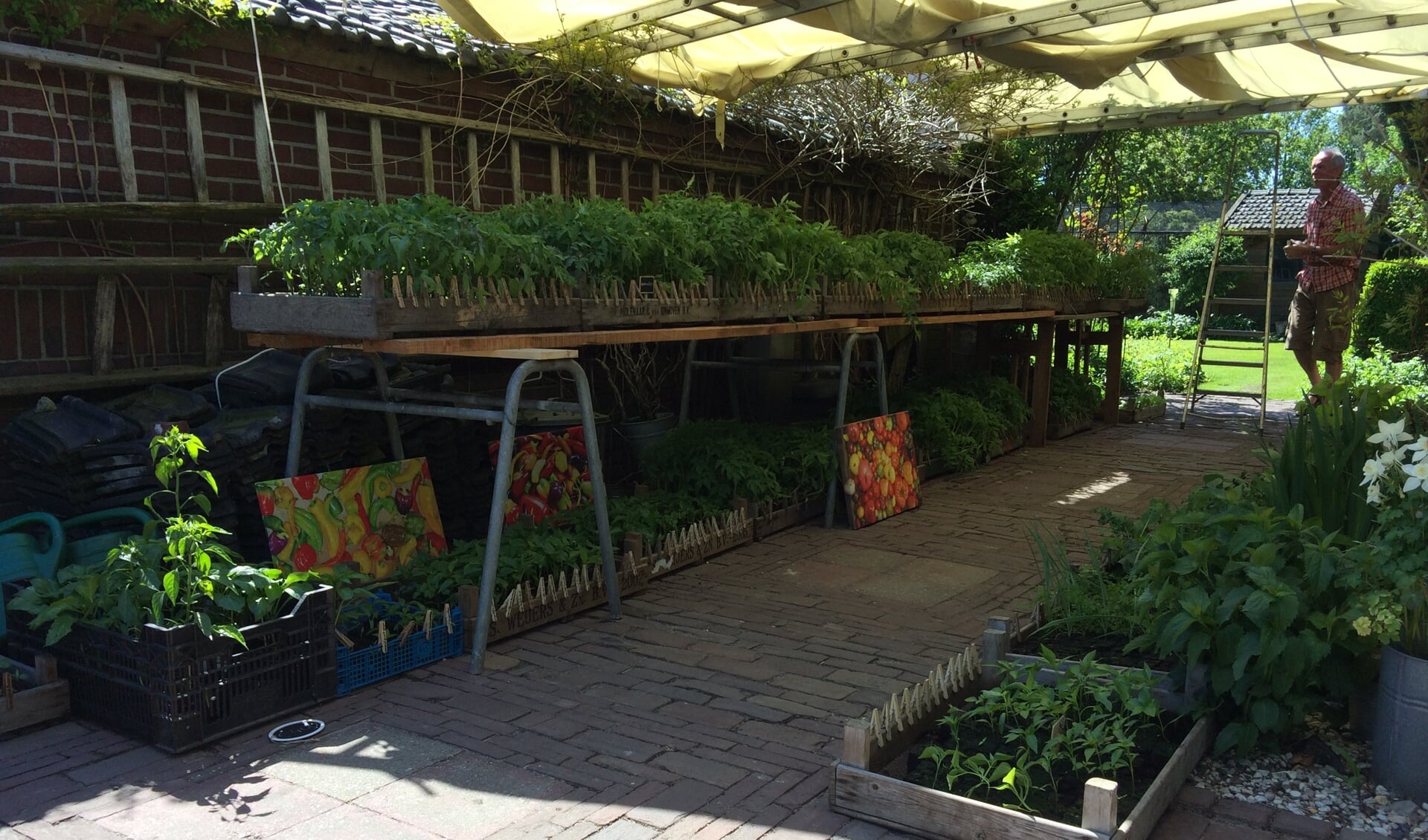 Op de moestuinplantenmarkt zijn veel bijzondere planten te vinden.