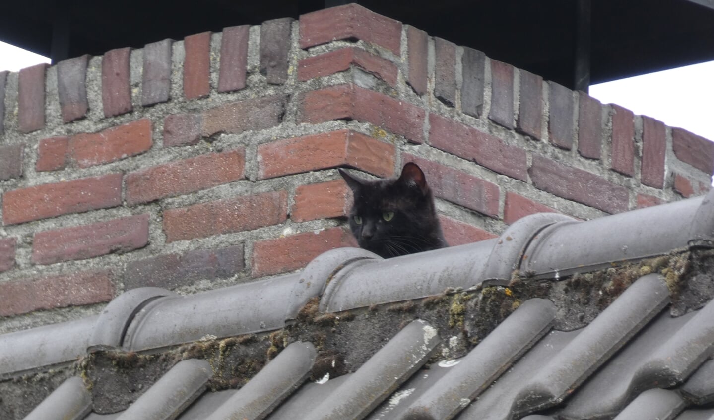 Brandweer haalt poes van het dak van woning aan Woldreef. (Foto: Thomas)