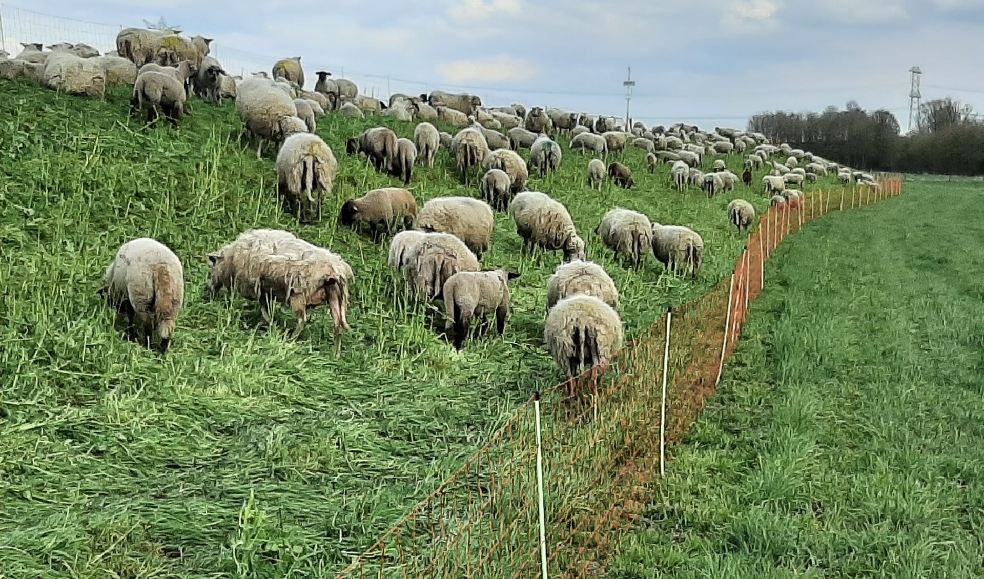 Op een aantal delen van onze dijken grazen schapen. Zij vervullen de rol van een natuurlijke maaimachine.