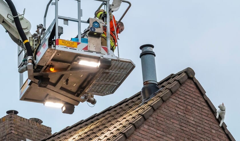Brandweerlieden halen kat van dak van appartementengebouw. (Foto: Charles Mallo, Foto Mallo)