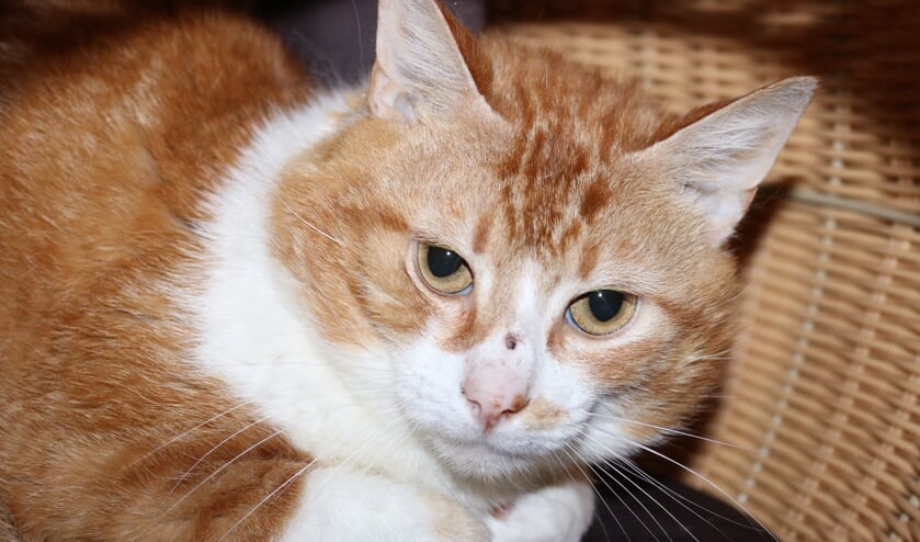 <p>De drie jaar oude kater Minne vindt het heerlijk om achter zijn oortjes gekriebeld te worden.</p>