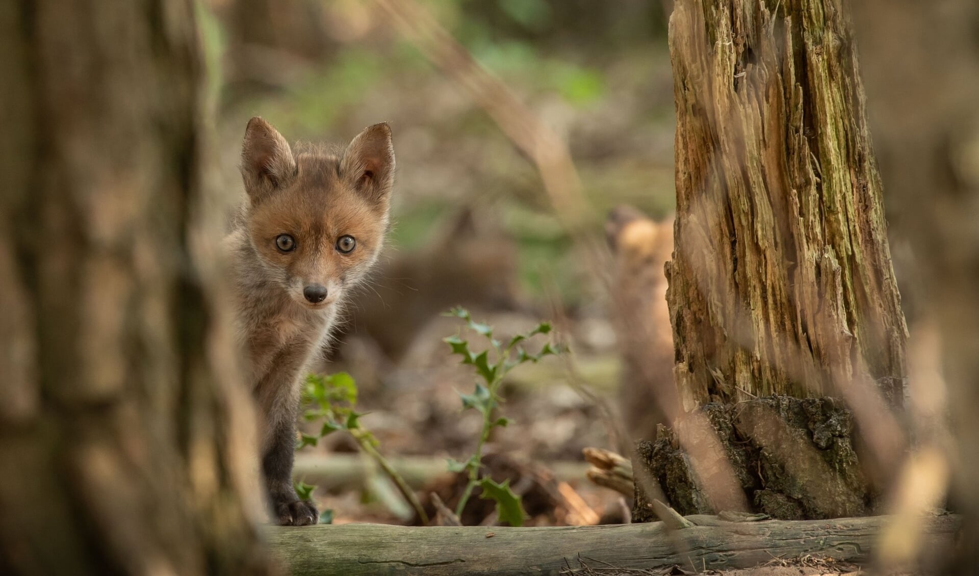 Ook vossen zijn te vinden in het natuurgebied. (foto: Mignon van den Wittenboer)