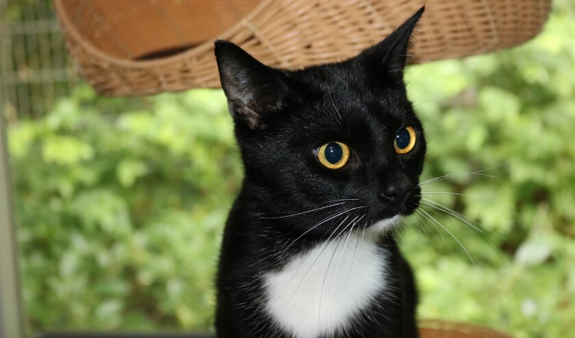 <p>De ongeveer 1 jaar oude kater Sjors heeft veel energie en speelt heel graag met kinderen. </p>