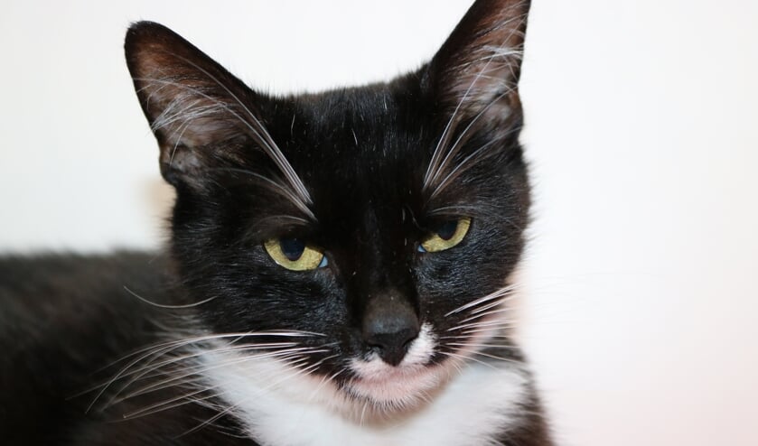 <p>April is een ongeveer anderhalf jaar oude kat die in het dierentehuis is bevallen van vier kittens. </p>