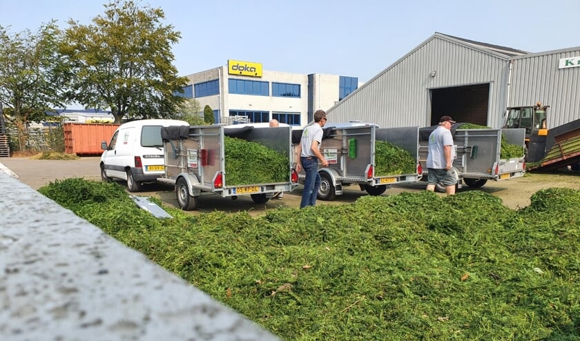 Het zonnetje in de maand juni heeft de taxusinzameling veel goeds gedaan.