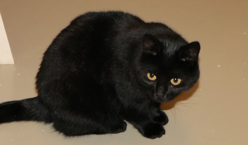 Rensje kan best pittig uit de hoek komen. Daarom zou een baasje die ervaring heeft met katten fijn zijn voor haar.