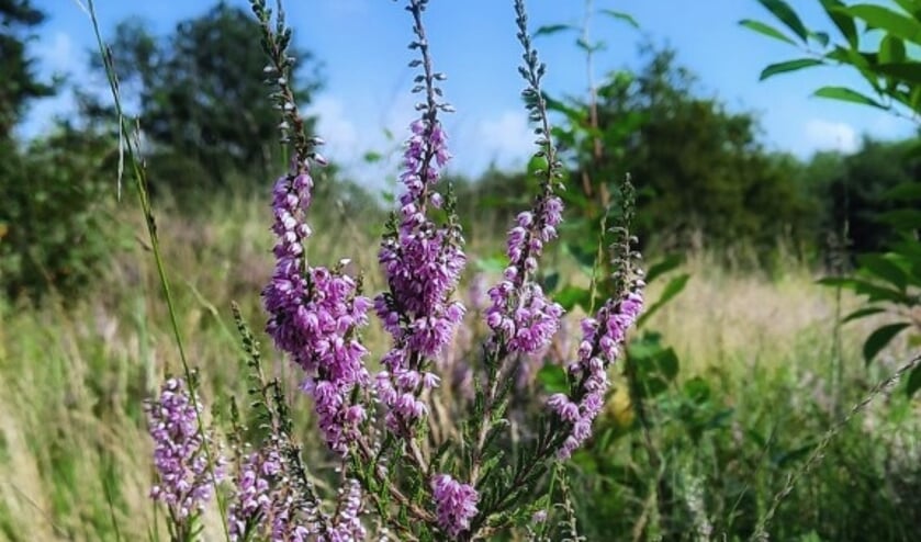 <p>Heerlijk genoten, zaterdag 21 augustus, van een wandeling op de paarsgekleurde Vughtse heide.</p>