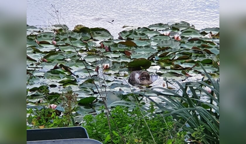 Een gans was verstrikt geraakt in het visgaas.