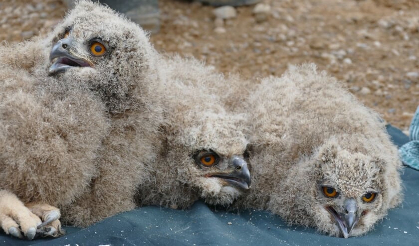Drie oehoes kropen eind april uit het nest.