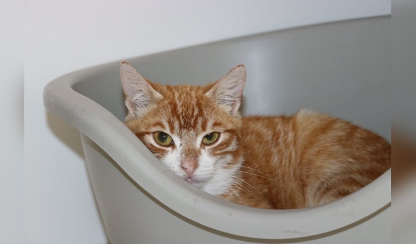 Kater Bram is een ietwat verlegen kater van ruim een jaar oud.
