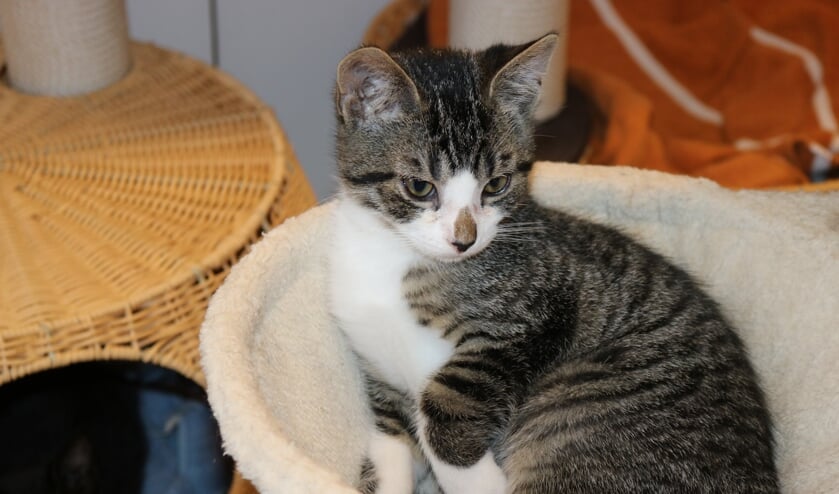 <p>Vrolijke Liam is pas twaalf weken oud. Momenteel verblijft hij in een pleeggezin in afwachting van een nieuw baasje.</p>
