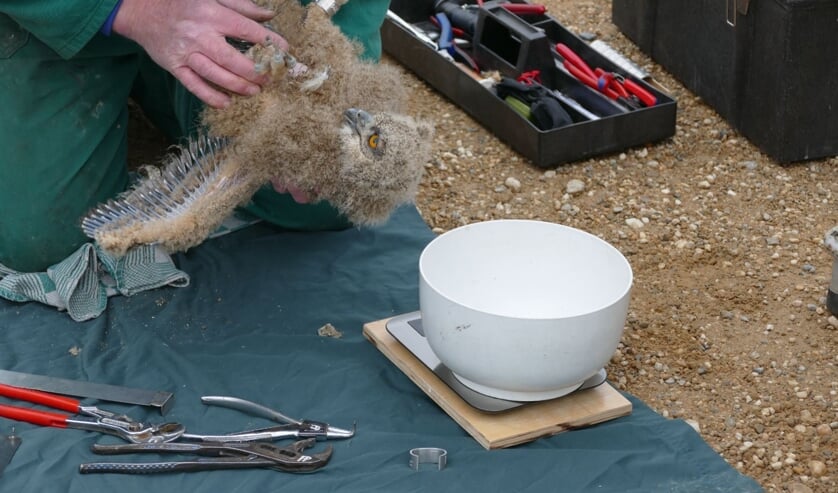 Leden van de Oehoe Werkgroep Nederland inspecteerden en ringden de oehoes.