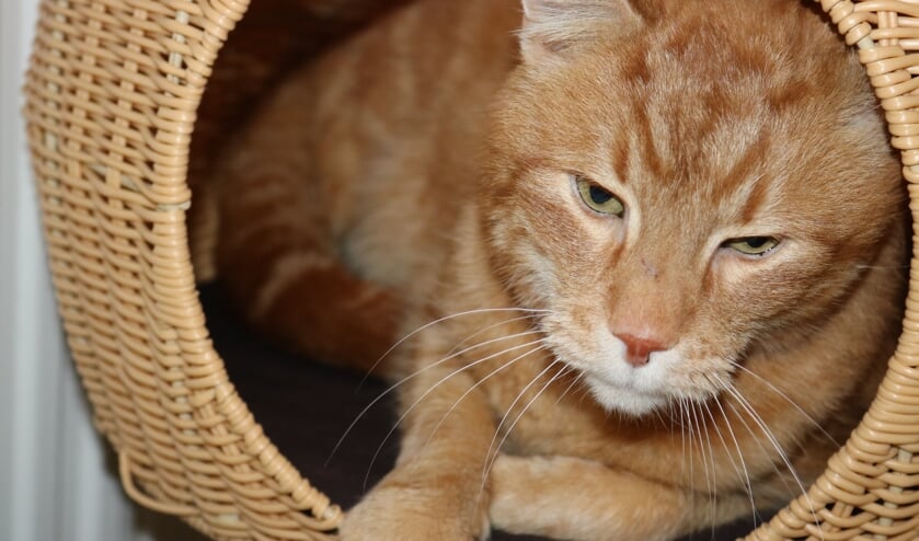 <p>Stoffel is een hele lieve kater van 7,5 jaar oud die graag naar buiten gaat. (Foto: Dierentehuis Den Bosch)</p>