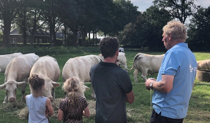 Koeien kijken bij de boer in Haps.