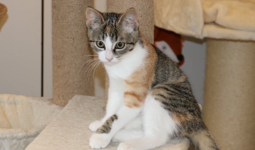 <p>Poezen Holly (foto) en haar broertje Buddy zijn ruim vier maanden oud en onafscheidelijk van elkaar.</p>