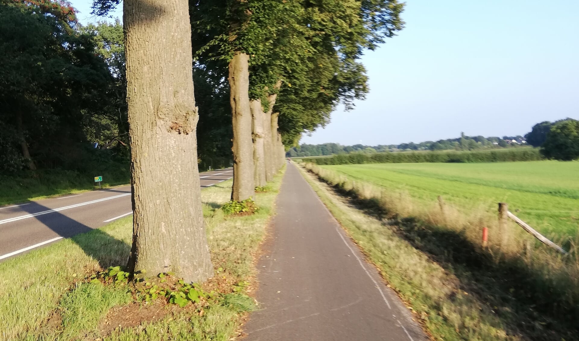 De veelbesproken bomen langs de Rijksweg N271 tussen Mook en Plasmolen.