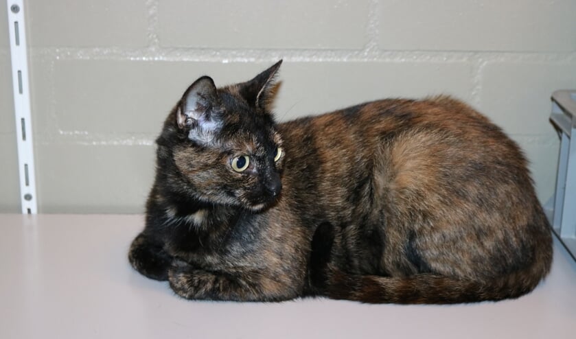 <p>Luna is een lieve poes die graag naar buiten gaat. Ze zit niet graag op schoot, maar is wel graag bij je in de buurt.</p>
