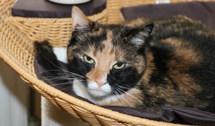 <p>Fientje is een vijf jaar oude, lieve poes die wel duidelijk haar grenzen aangeeft. (Foto: Dierentehuis Den Bosch) </p>