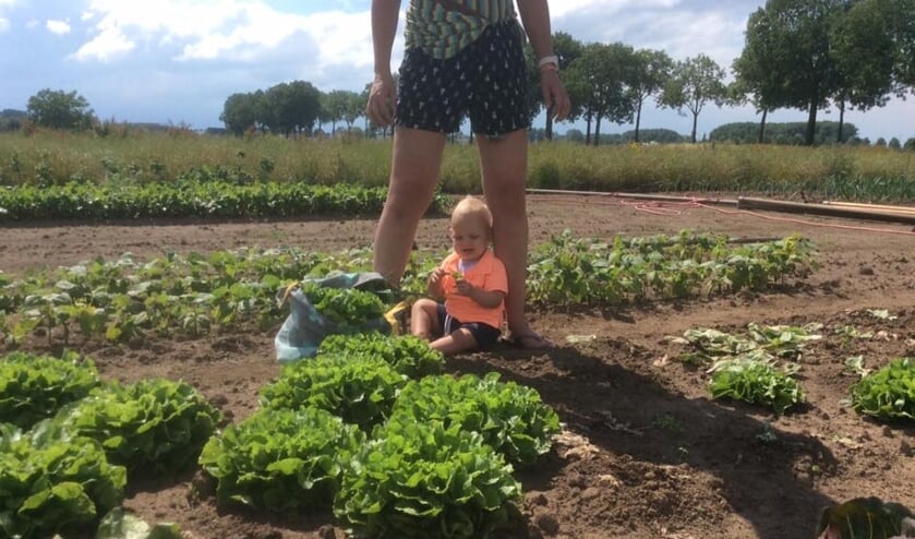 Tuinderij ‘t Wild aan de Hustenweg in Rosmalen presentewert aanstaande zaterdag een open dag. Jong en oud is van harte welkom.