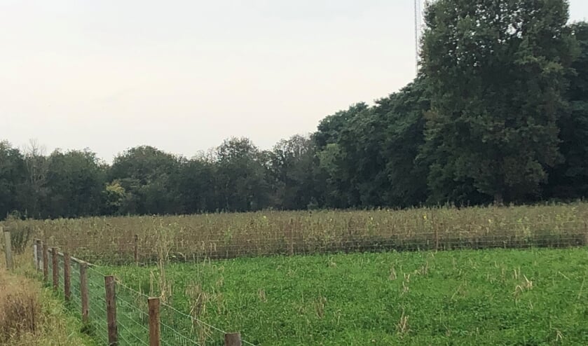 <p>De grond bij de Hank is ingezaaid met een speciaal mengsel dat heel het jaar doorbloeit. </p>