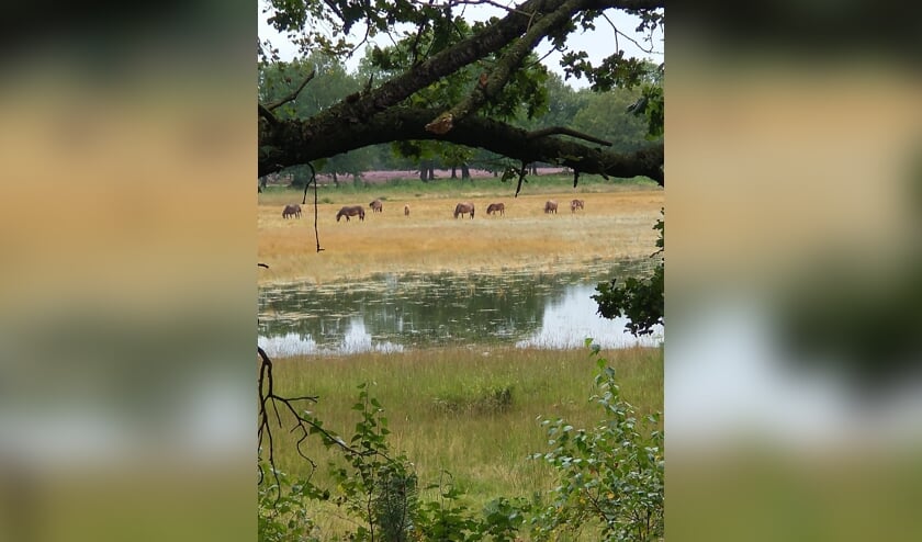 <p>Foto van de week.</p>
