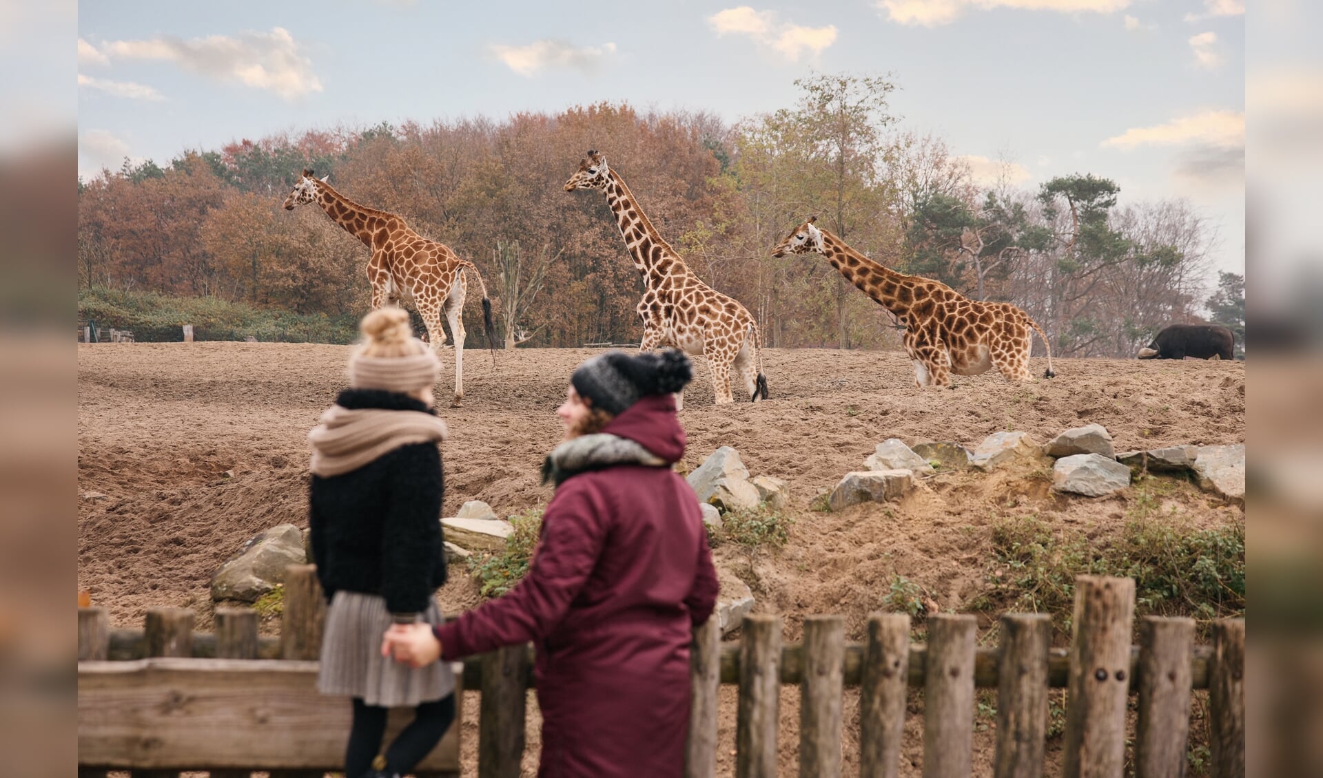 Libéma beheert onder meer Safaripark Beekse Bergen (foto), Dierenrijk, AquaZoo Leeuwarden en ZooParc Overloon.