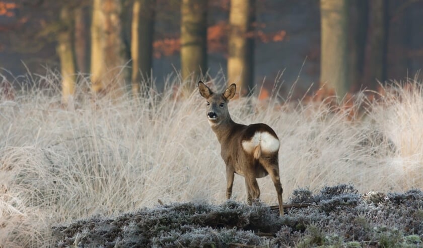 <p>Zie je overdag een groepje reeën wegschieten? Dan zijn ze ongetwijfeld ergens van geschrokken.</p>